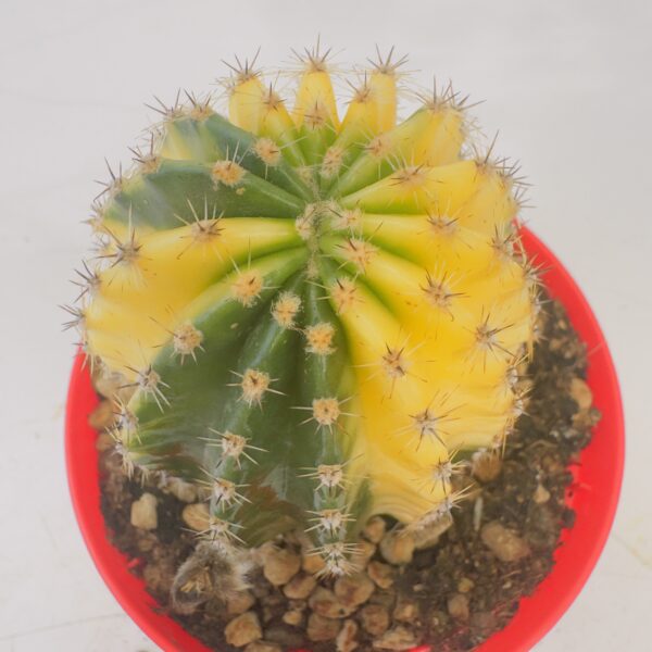 Echinopsis oxygona variegata