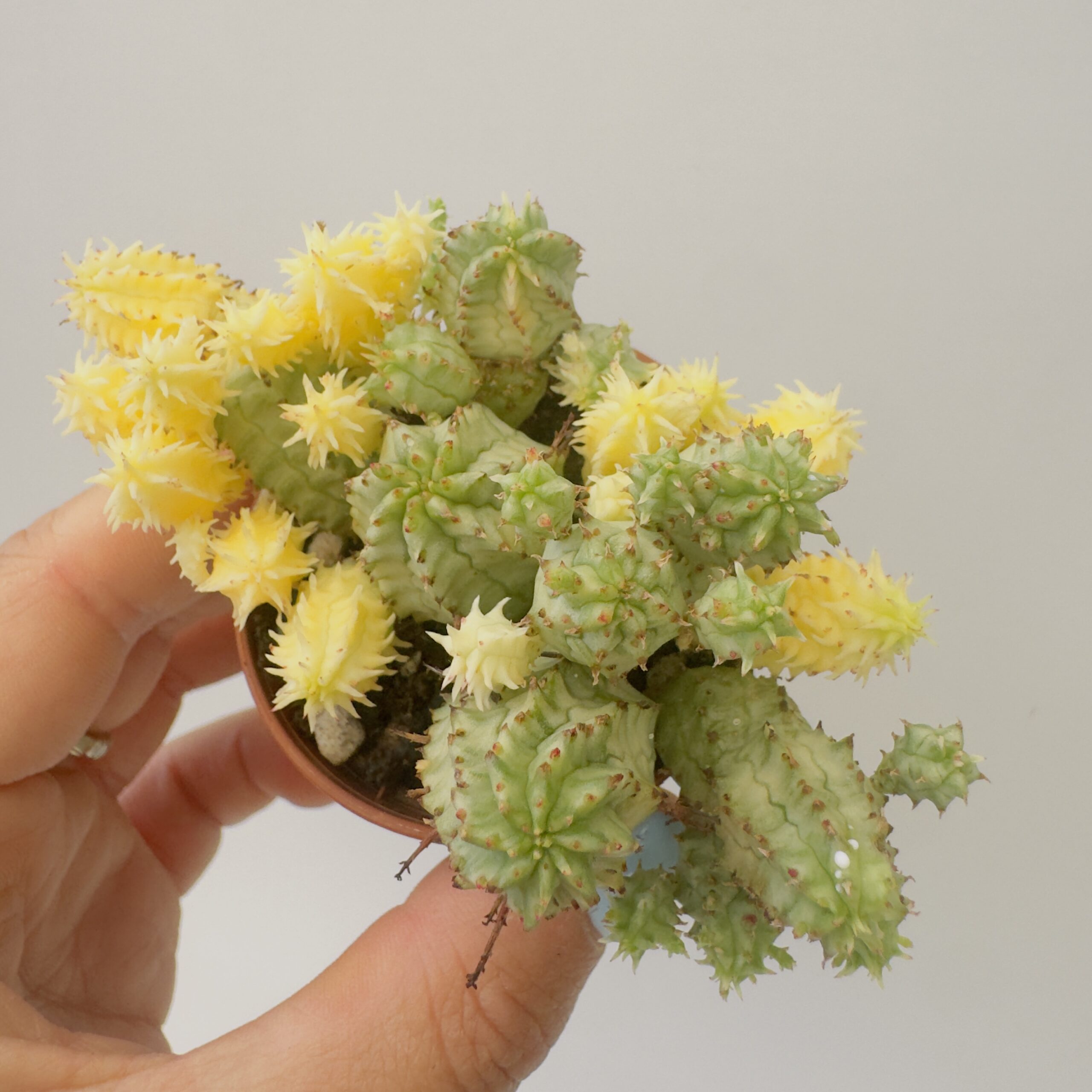Euphorbia mammillaris mini variegata - Imagen 2