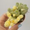 Euphorbia mammillaris mini variegata