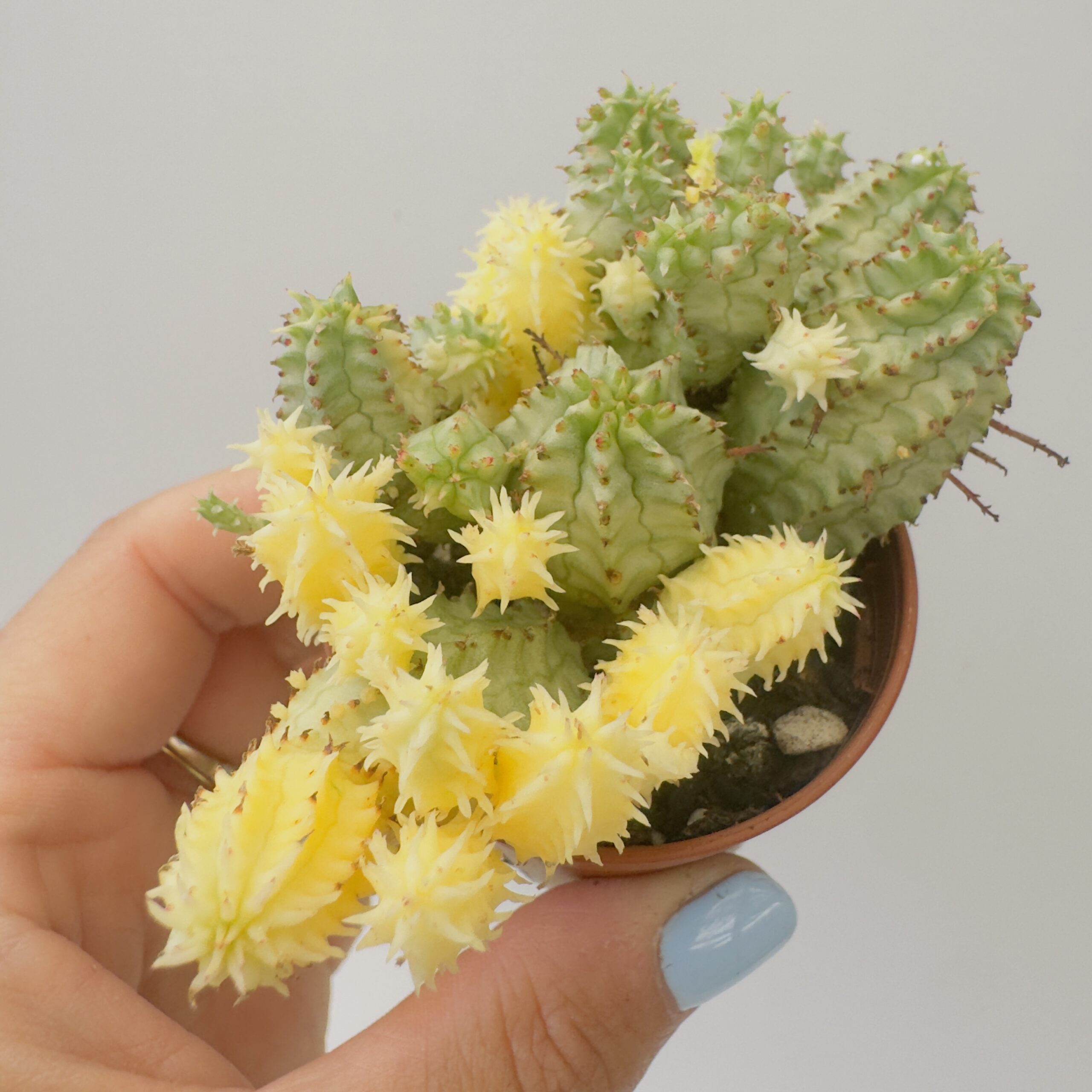 Euphorbia mammillaris mini variegata