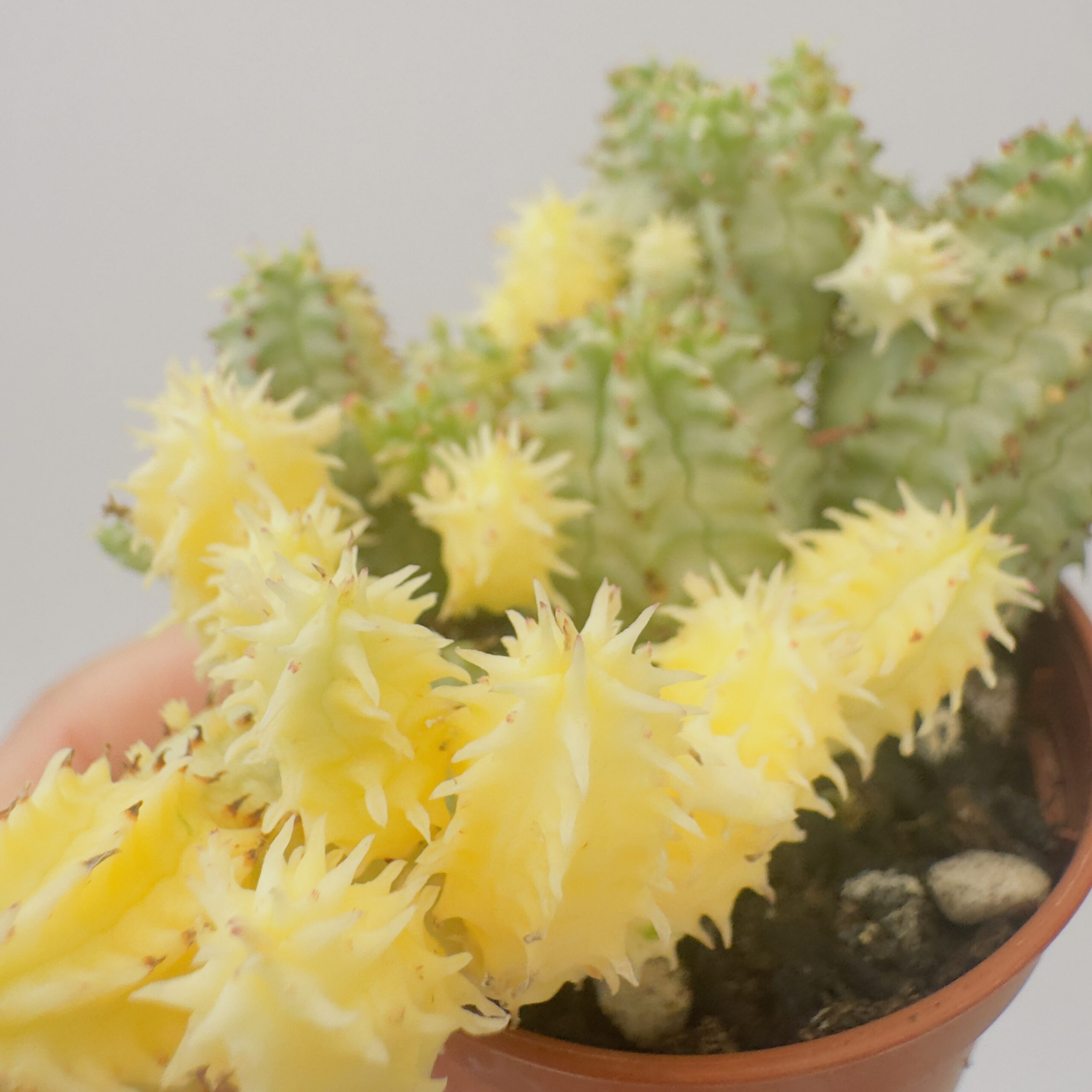 Euphorbia mammillaris mini variegata - Imagen 3