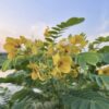 Senna surattensis “Lluvia brillante”