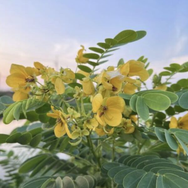 Senna surattensis “Lluvia brillante”
