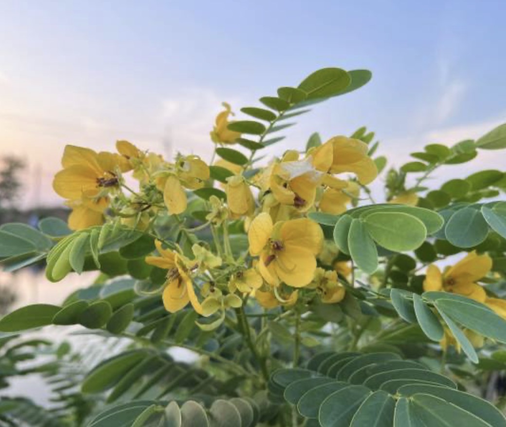 Senna surattensis “Lluvia brillante”