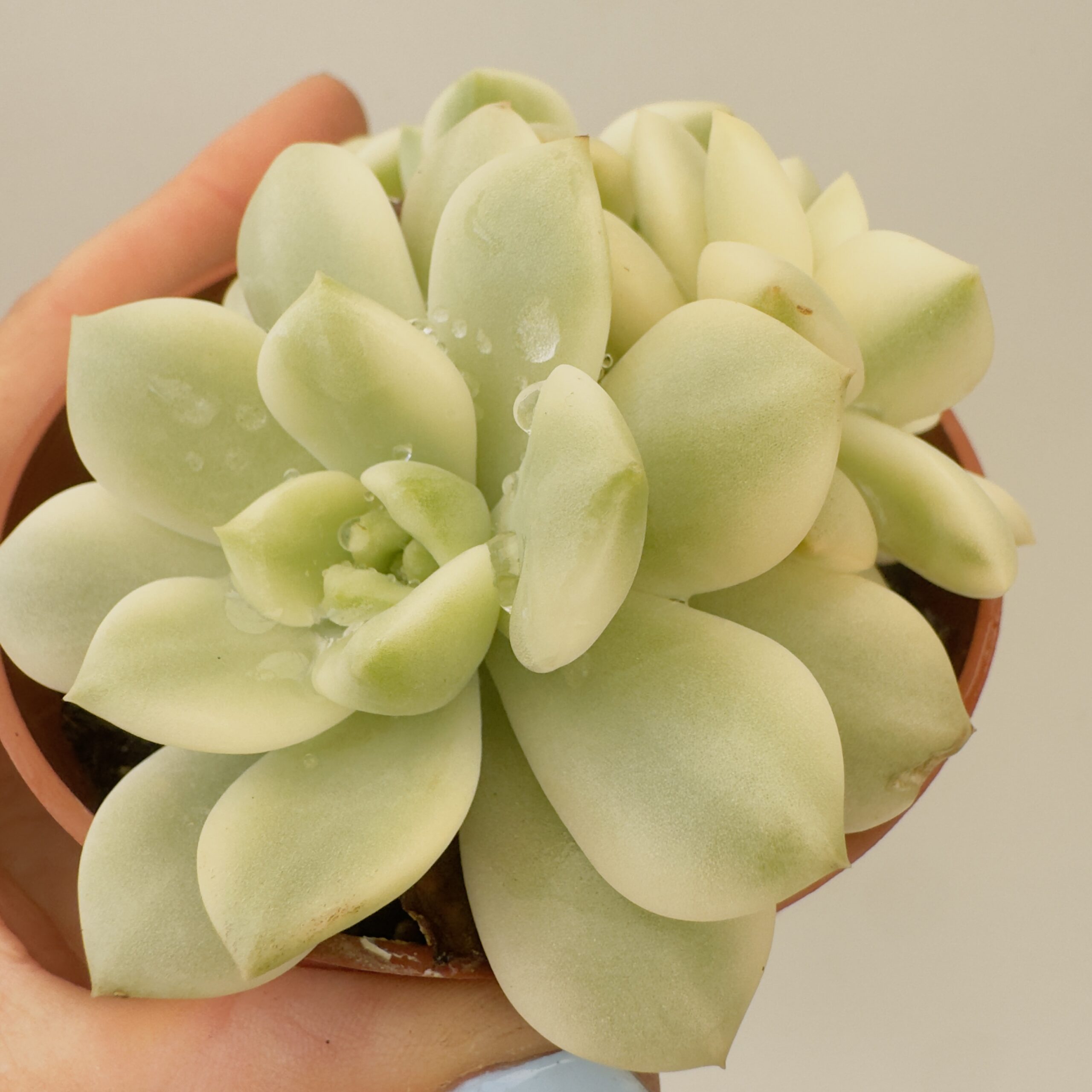 Echeveria prolifica variegata - Imagen 2