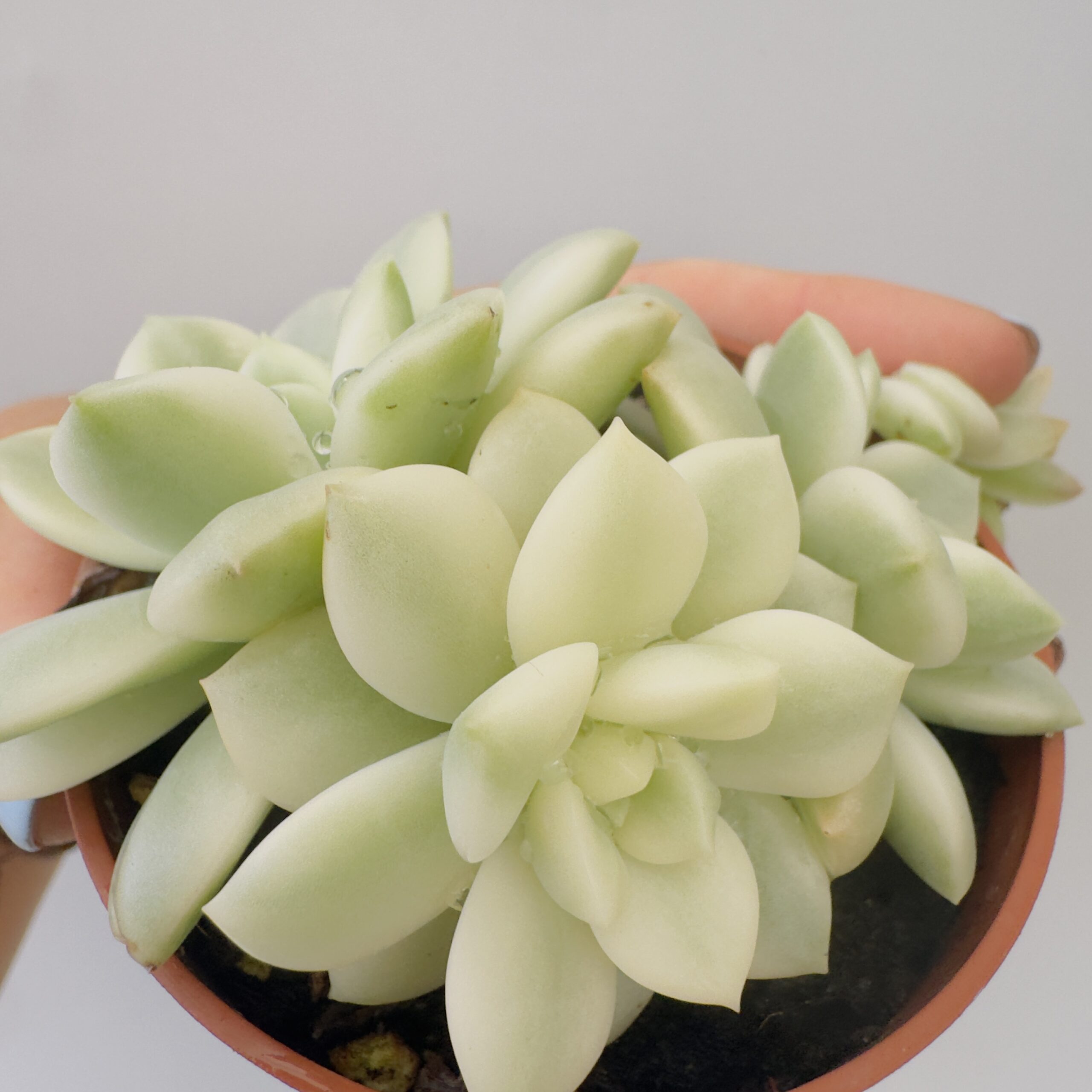 Echeveria prolifica variegata - Imagen 4
