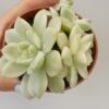 Echeveria prolifica variegata