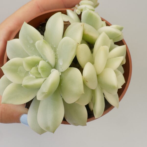 Echeveria prolifica variegata