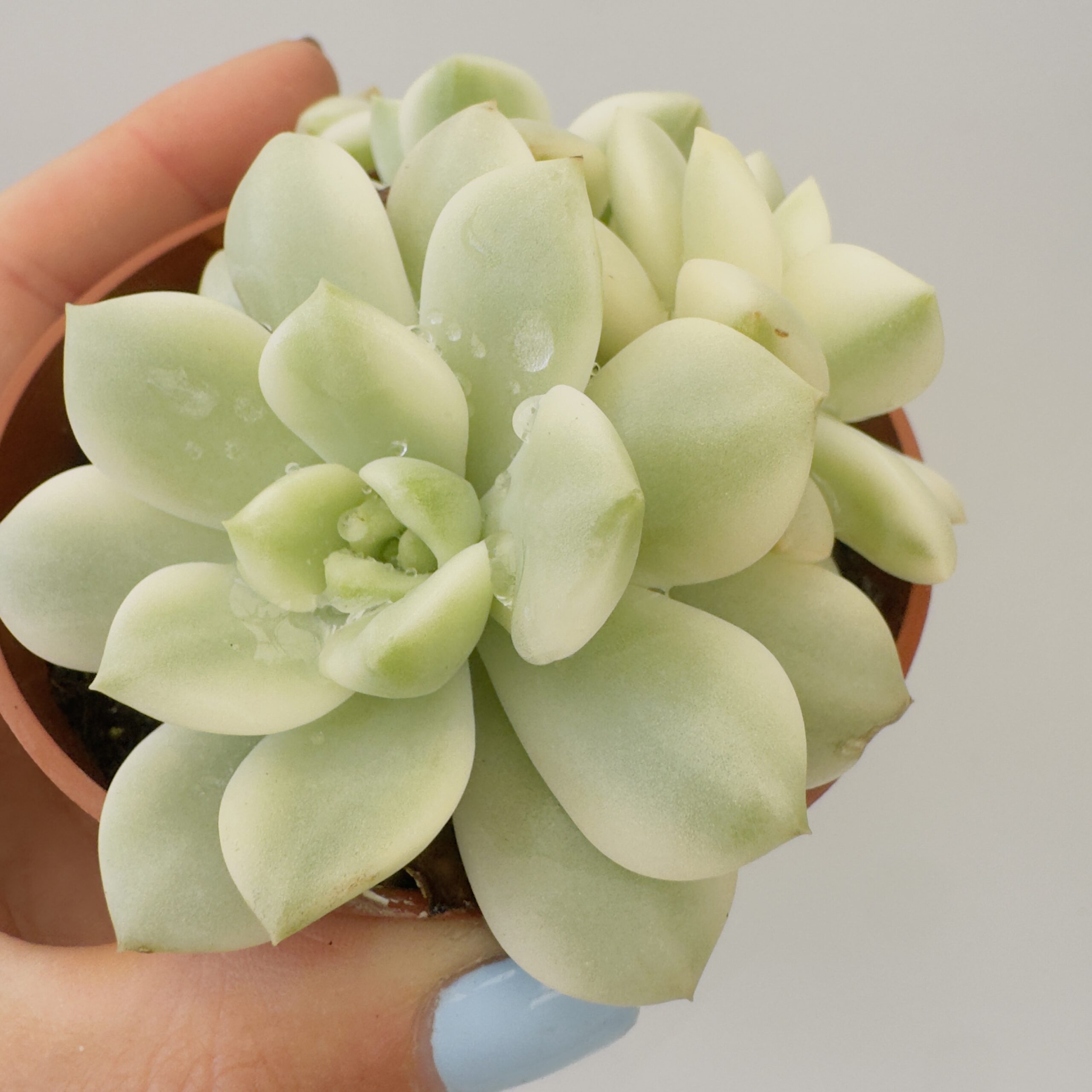 Echeveria prolifica variegata - Imagen 5