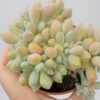 Pachyphytum machucae