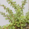 Portulacaria afra “Árbol de la abundancia”