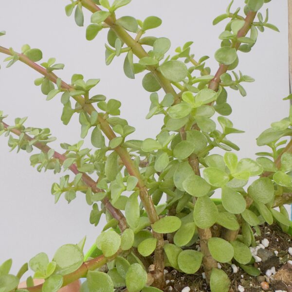 Portulacaria afra “Árbol de la abundancia”