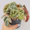 Begonia safari tiger