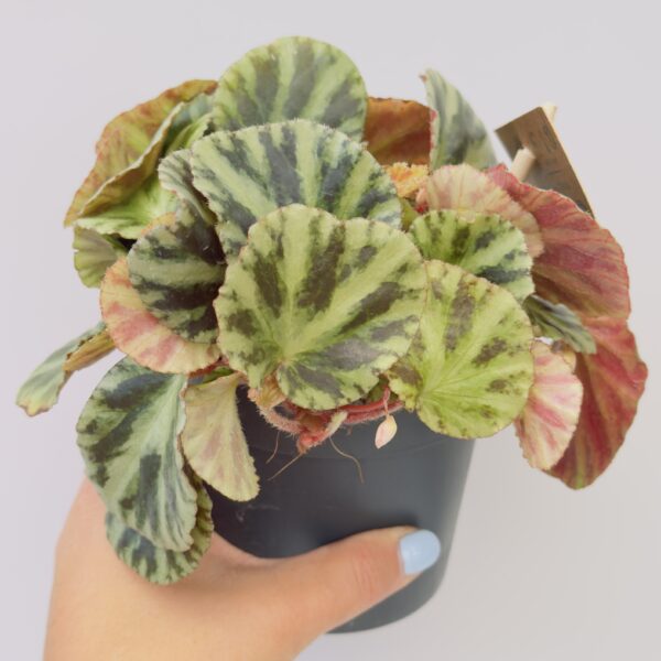 Begonia safari tiger