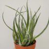 Aloe colibrí