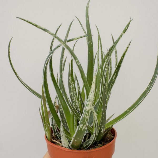 Aloe colibrí