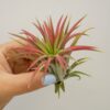 Tillandsia ionantha  “planta del aire”