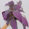 Strobilanthes dyariana metallica