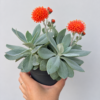Senecio montain fire