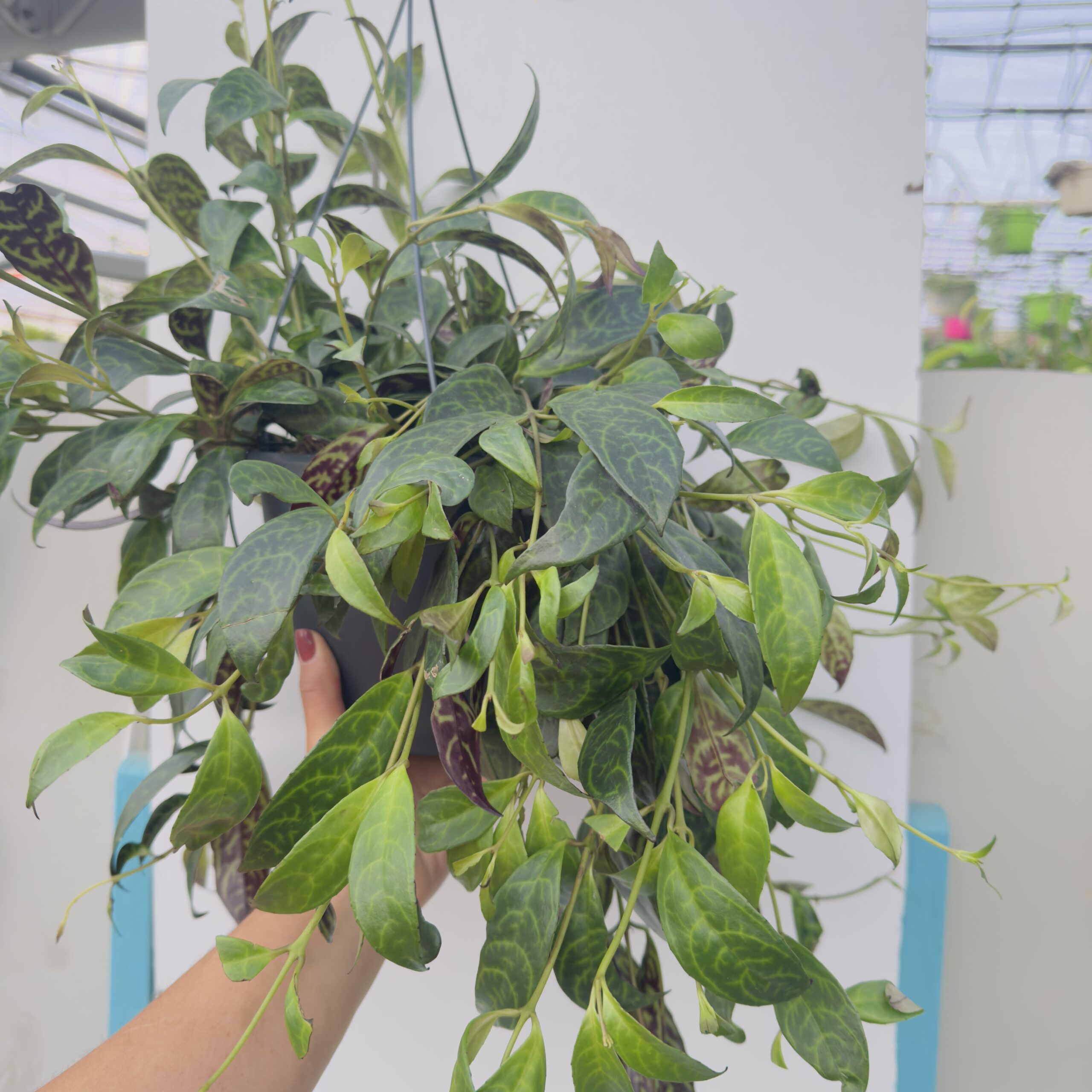 Aeschynanthus marmoratus - Imagen 3