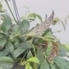 Aeschynanthus marmoratus