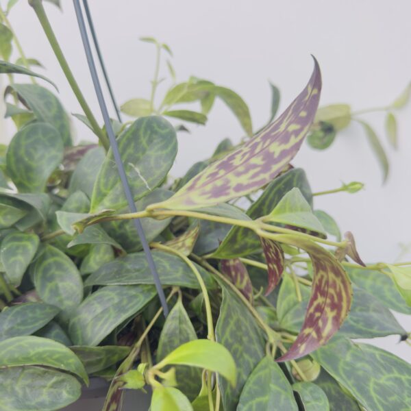 Aeschynanthus marmoratus
