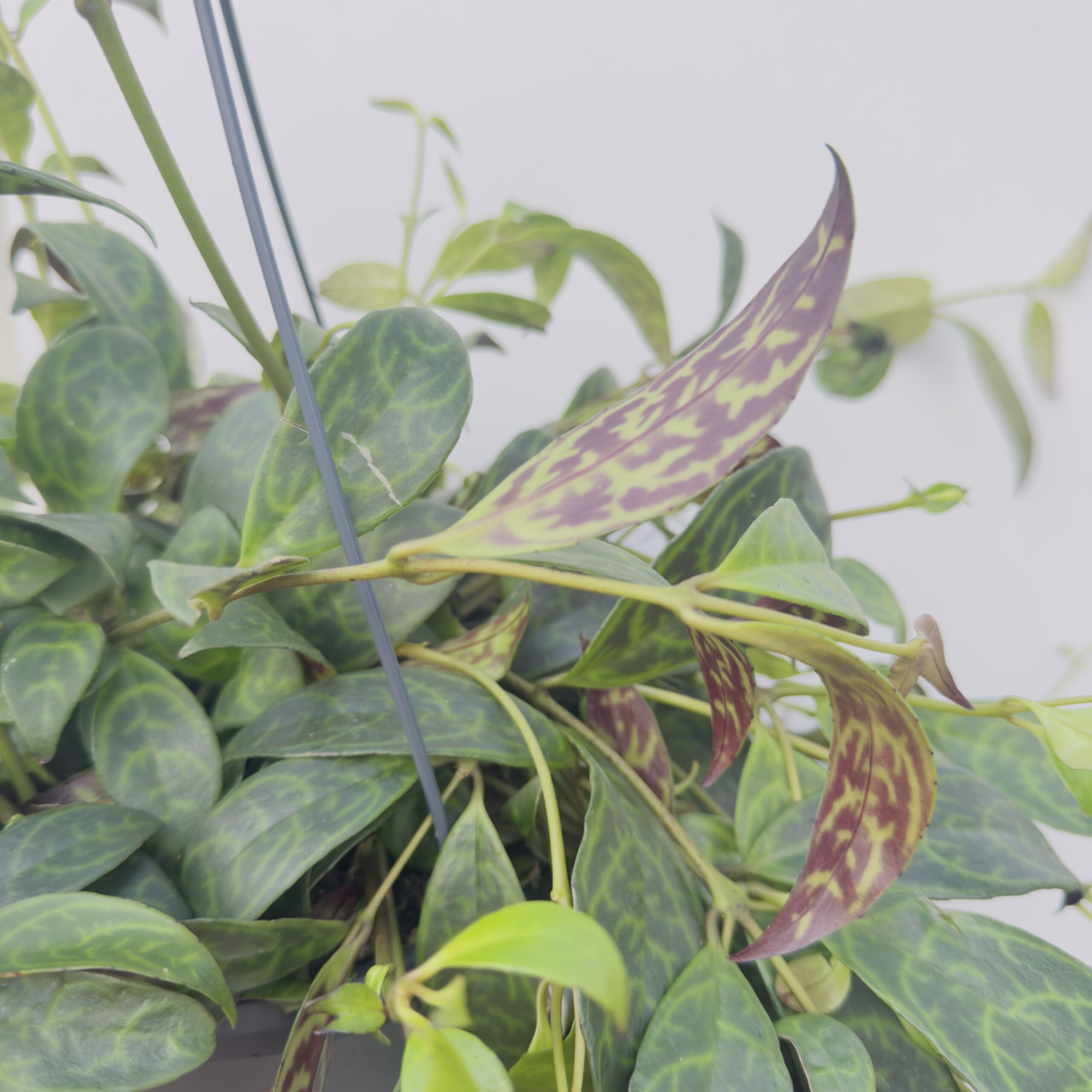 Aeschynanthus marmoratus