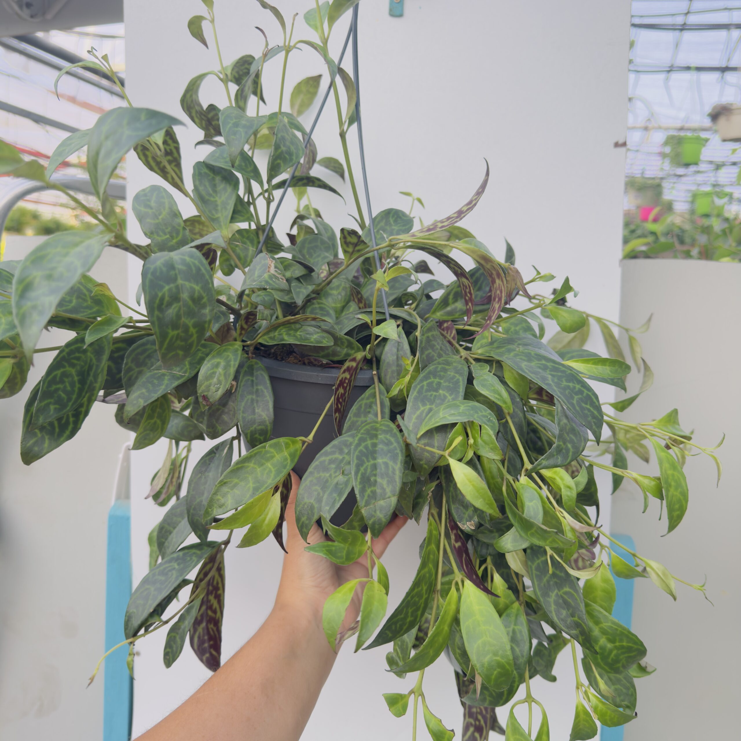 Aeschynanthus marmoratus - Imagen 2