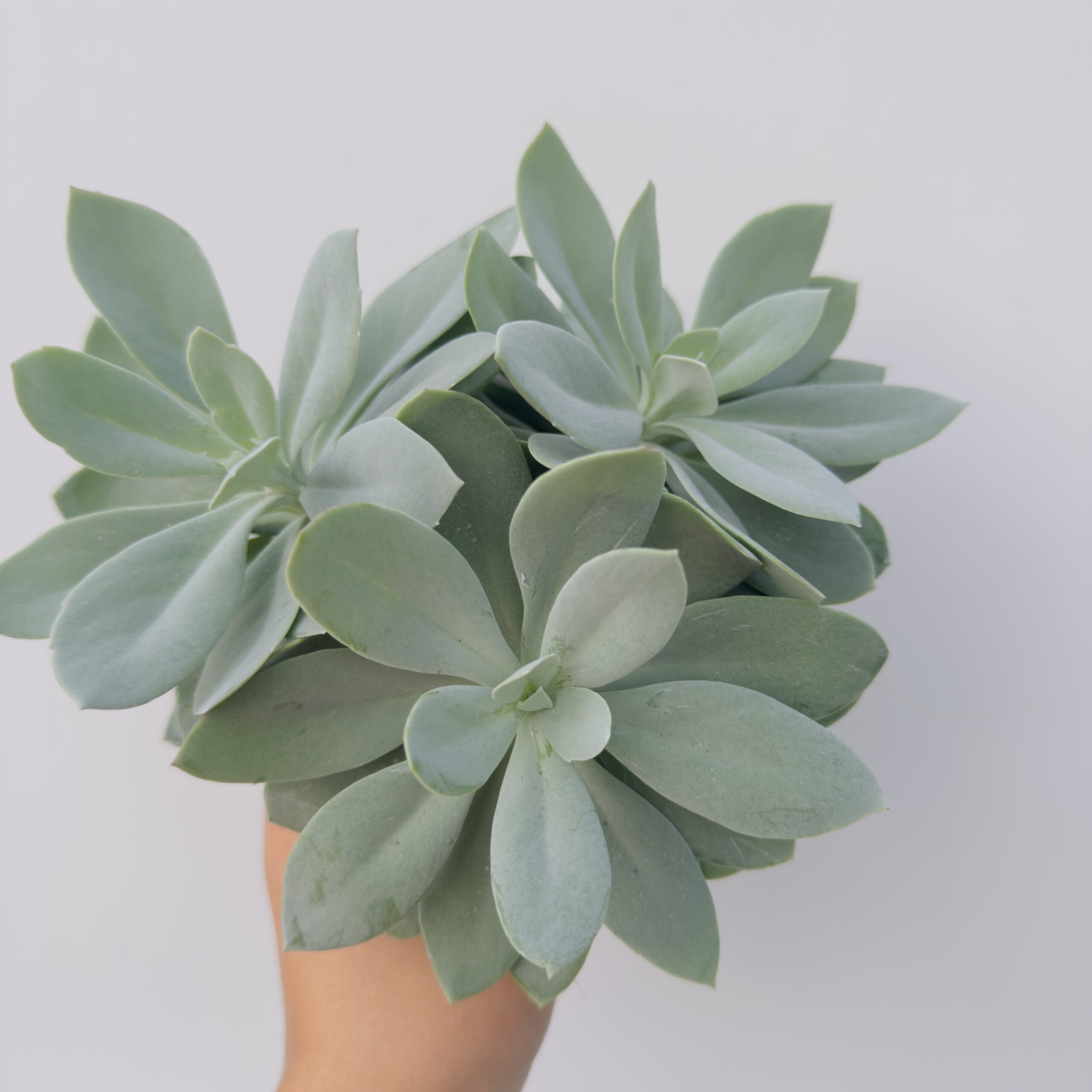 Senecio montain fire - Imagen 3