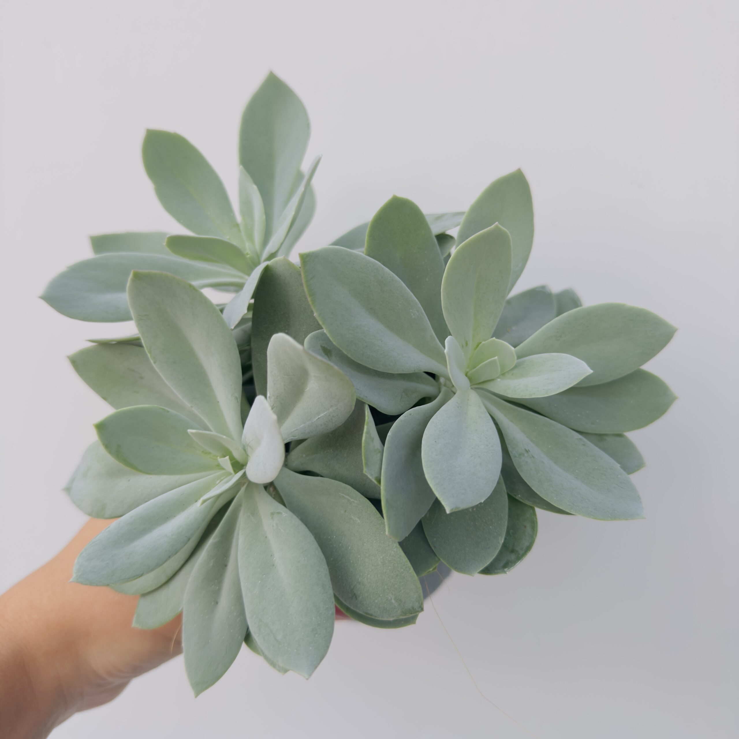 Senecio montain fire - Imagen 4