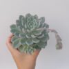 Echeveria scheideckeri