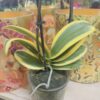 Phalaenopsis variegata